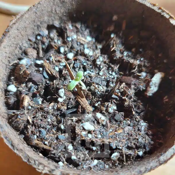 Mamba Negra CBD - Image 2