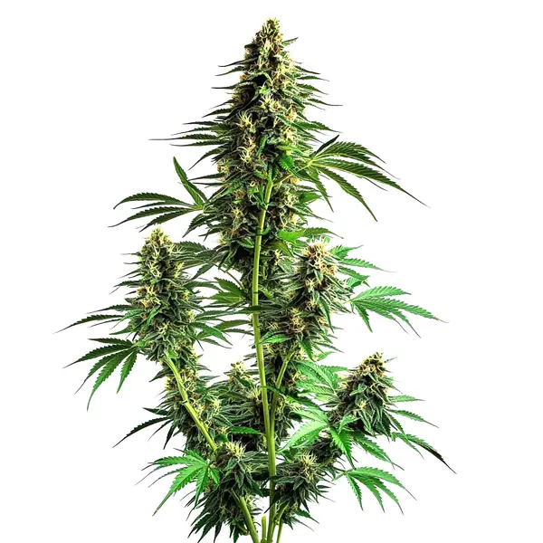 Northern Lights Autoflower F1