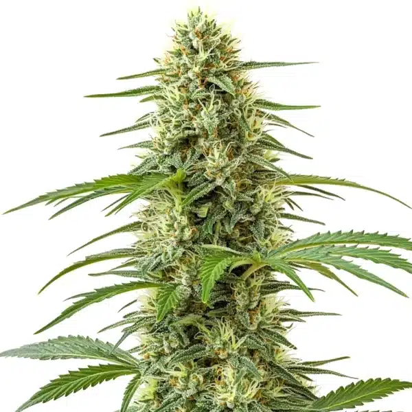 Northern Lights x Skunk