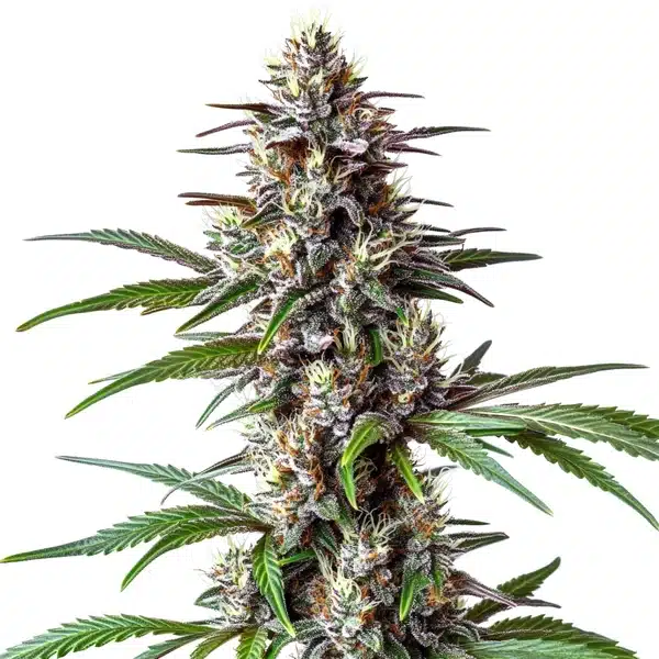 Ooze Cannabis Extraction
