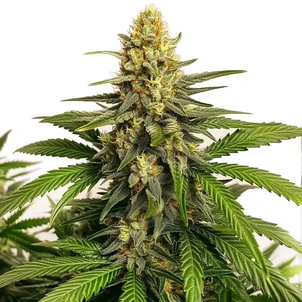 Orange Velvet x Cinderella 99 Regular
