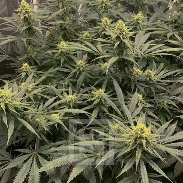 GG4 - Image 8