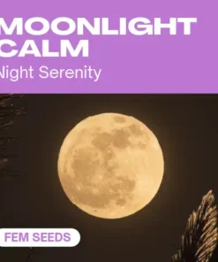 Moonlight Calm