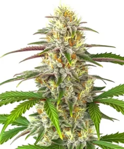 Pineapple Express Auto