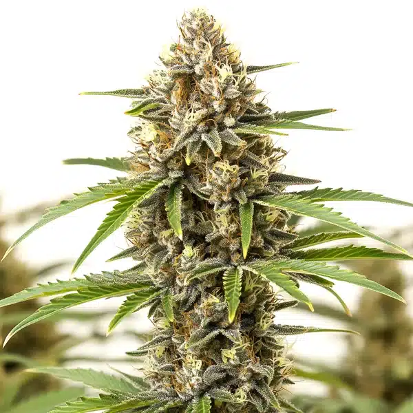 Pineapple Haze