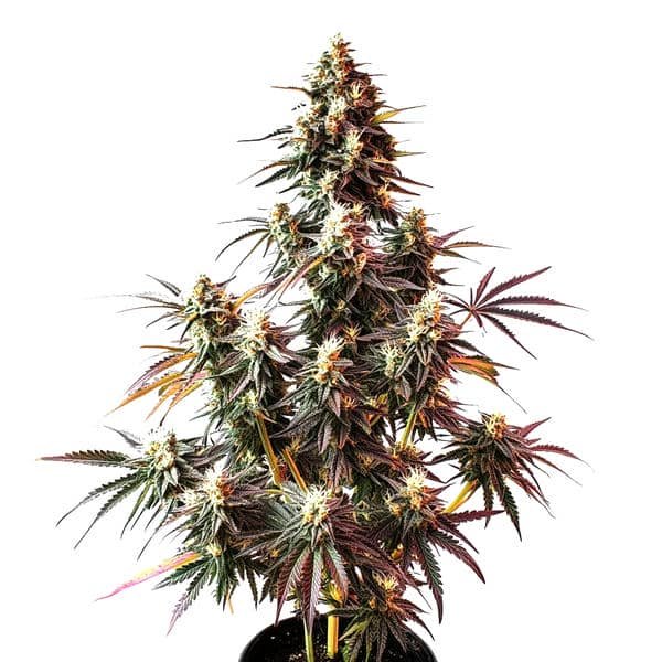 Pink Rozay Auto