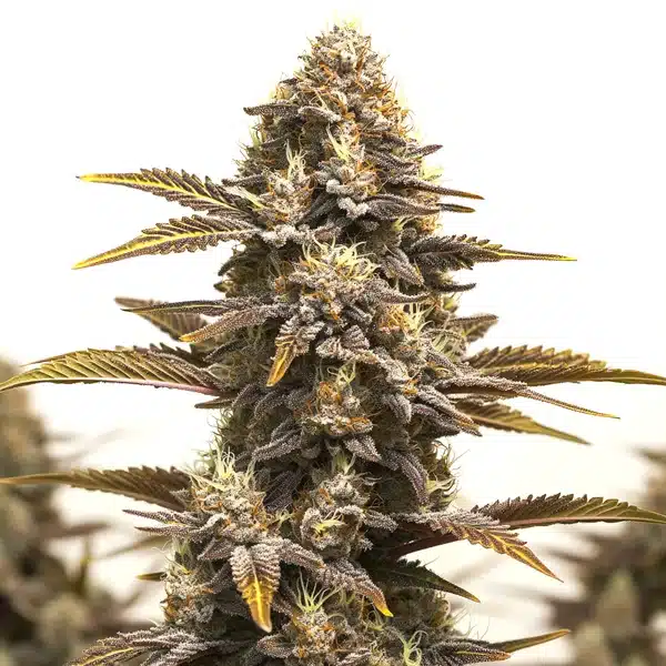 Purple Kush x Mazar
