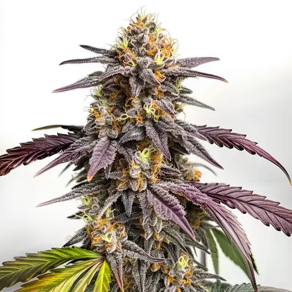 Purple Lemon