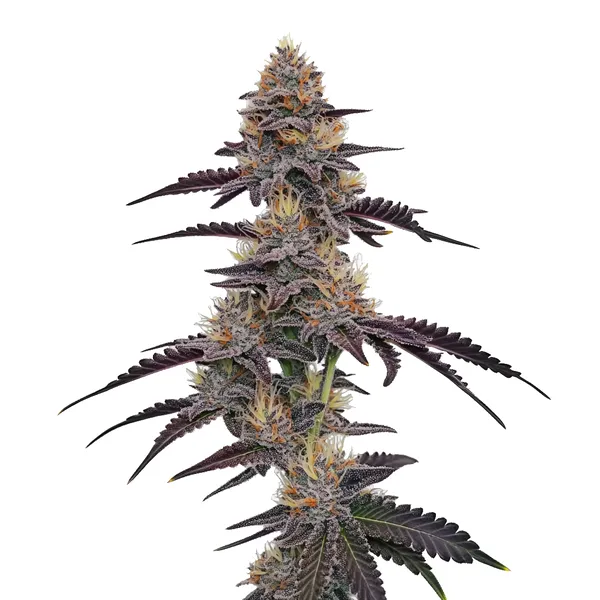 Purple Pineapple