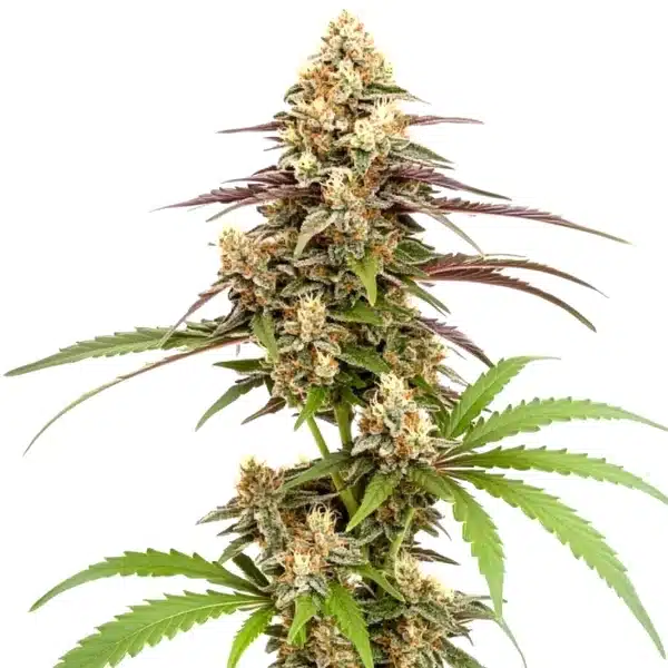 Rainbow Chip F2 Regular