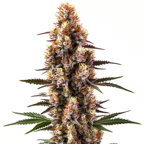 Rainbow Kush Auto