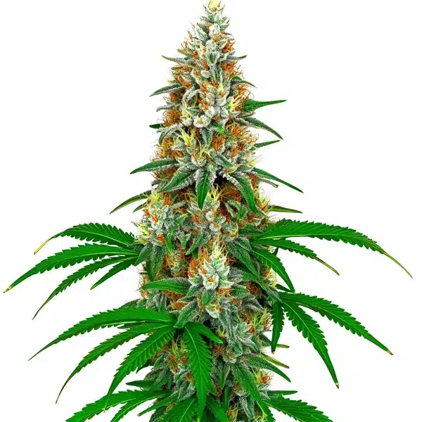 California Gold - Image 3