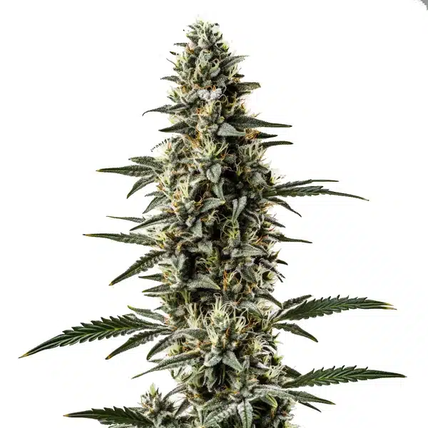 Shiskaberry x Candida Fast Version CBD