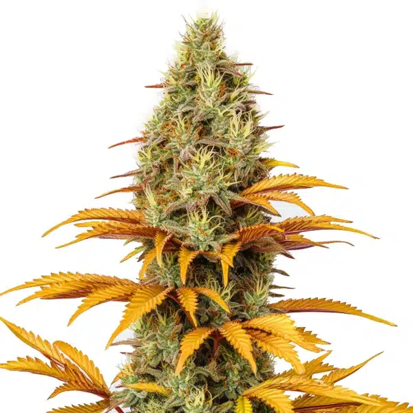 Skunk x Northern Lights