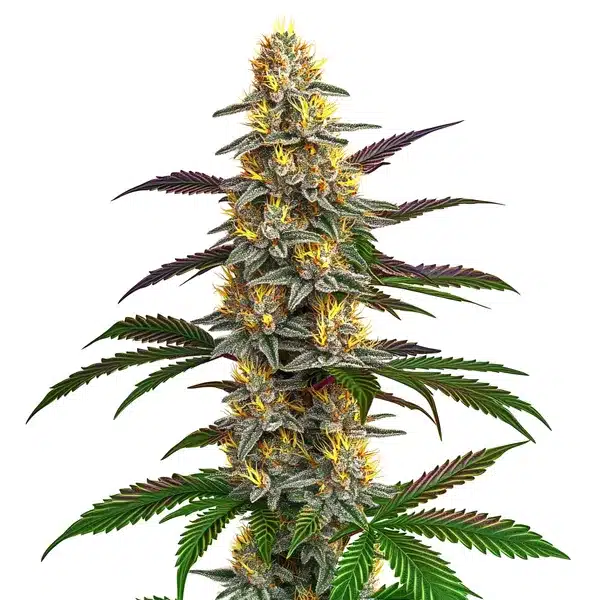 Strawberry Banana