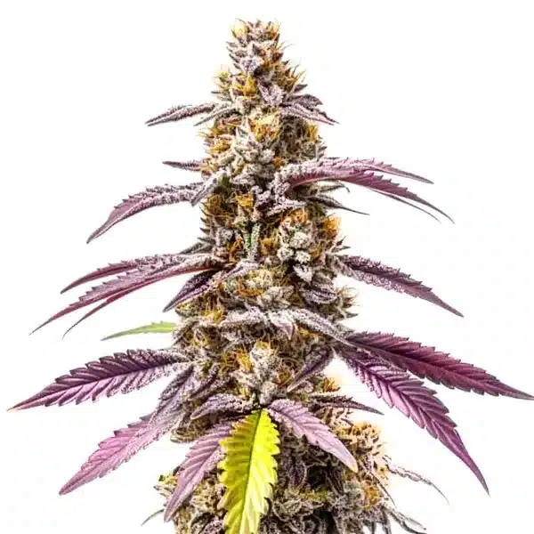 Strawberry Haze Autoflower F1
