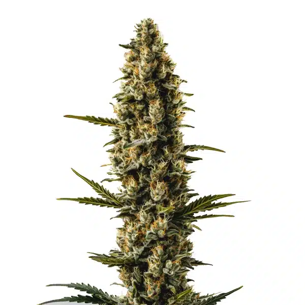 Sweety Auto