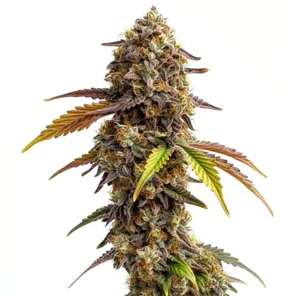 Tangie Purple Punch