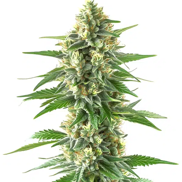 Triangle Kush