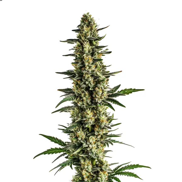 High Yield Selection Auto - Image 4