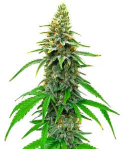 White Rhino Regular