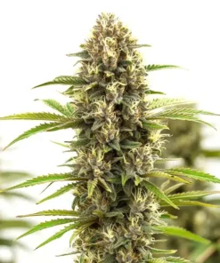 White Russian F1