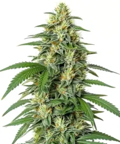 White Widow F1
