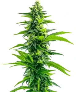 Acapulco Gold
