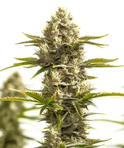 Amnesia Lemon x White Widow
