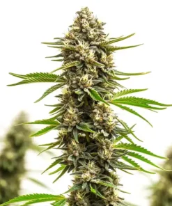 Amnesia x Bruce Banner