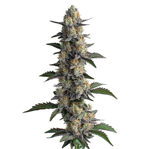 Fruity Flavour - Image 3