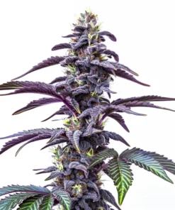 Blackberry Moonstones Auto