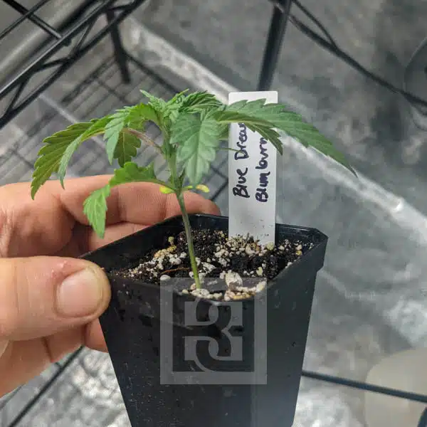 Blue Dream HMC Edition - Image 3