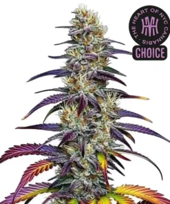 Blue Dream HMC Edition