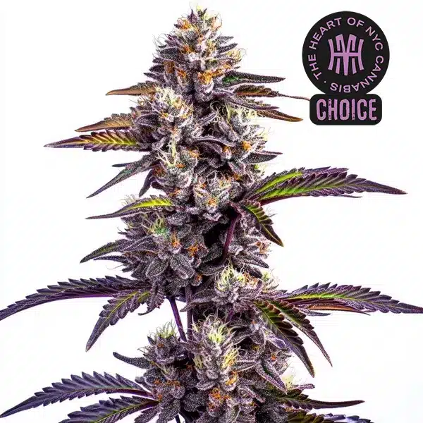 Blackberry Moonrocks Auto HMC Edition