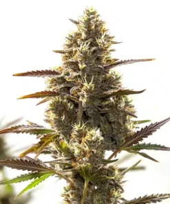 Cbd Auto (1:30)