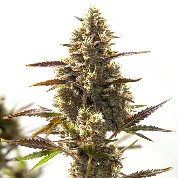 Cbd Auto (1:30)