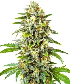 Cbd Cookies Auto (1:1)