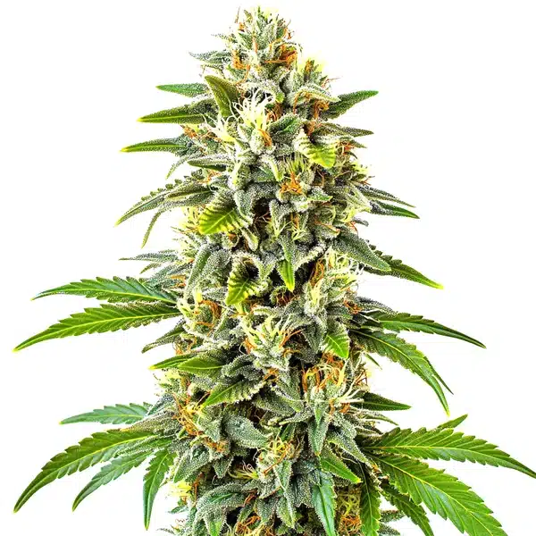 Cbd Cookies Auto (1:1)