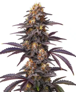 Do si dos x Zkittlez