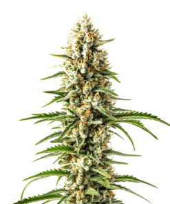 Early Skunk x C99 Fast Version