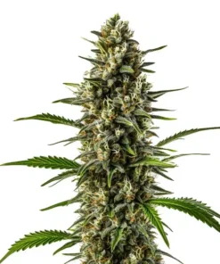 Early Skunk x OG Kush