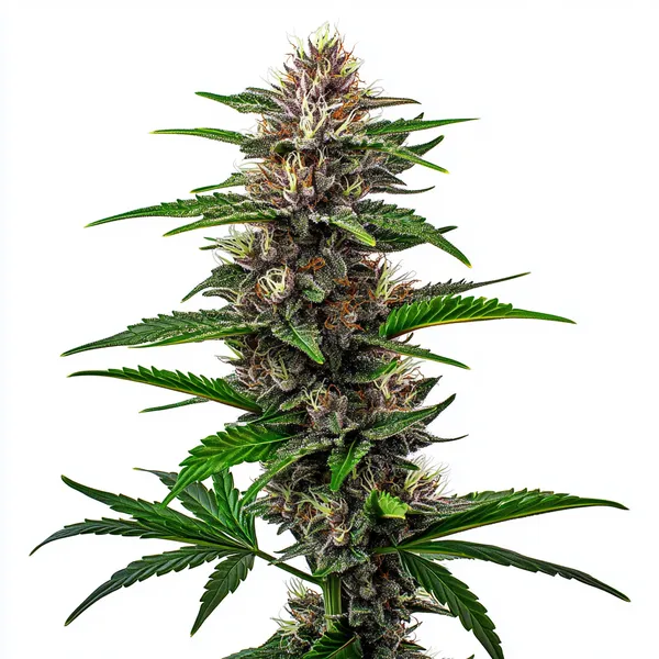 Beginners Pack - Image 2
