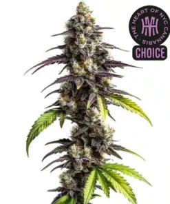 Ghost Train Haze HMC Edition
