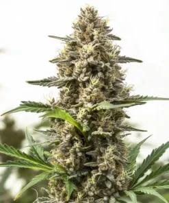 Holy Grail Og