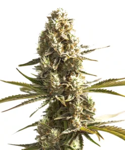 OG Kush x Hash Plant