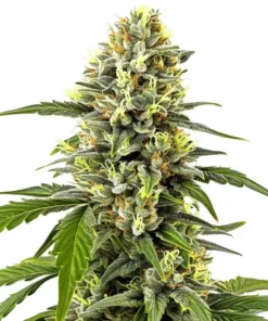 Platinum OG