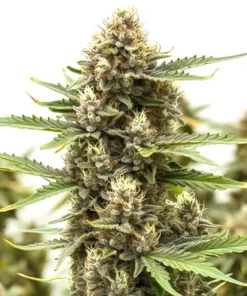 Presidential OG