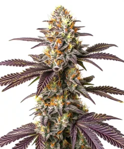 Purple Cookie Kush