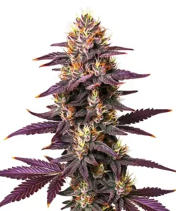 Purple Lavender Kush